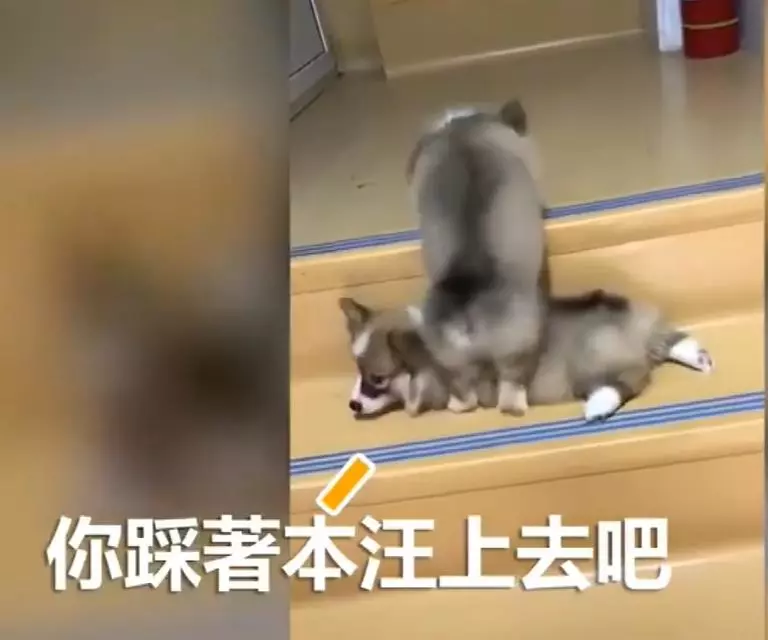 兩隻小柯基爬臺階,其中一隻甘心當踏板,最後被無情拋棄,對話萌翻了!