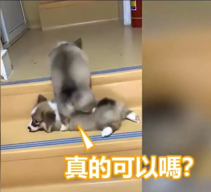 兩隻小柯基爬臺階,其中一隻甘心當踏板,最後被無情拋棄,對話萌翻了!