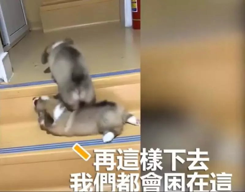 兩隻小柯基爬臺階,其中一隻甘心當踏板,最後被無情拋棄,對話萌翻了!