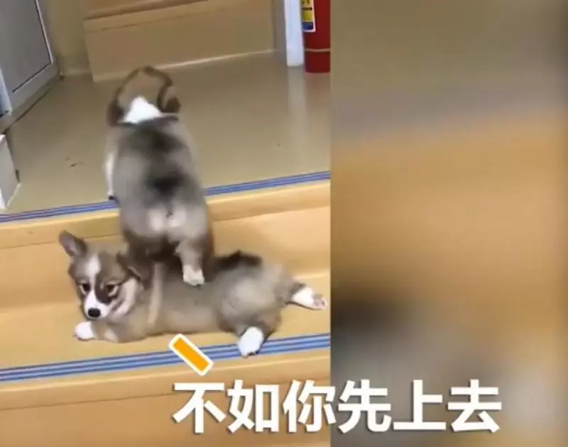 兩隻小柯基爬臺階,其中一隻甘心當踏板,最後被無情拋棄,對話萌翻了!