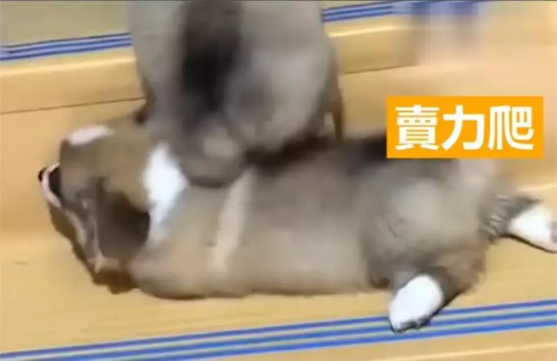 兩隻小柯基爬臺階,其中一隻甘心當踏板,最後被無情拋棄,對話萌翻了!