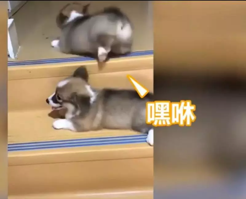 兩隻小柯基爬臺階,其中一隻甘心當踏板,最後被無情拋棄,對話萌翻了!