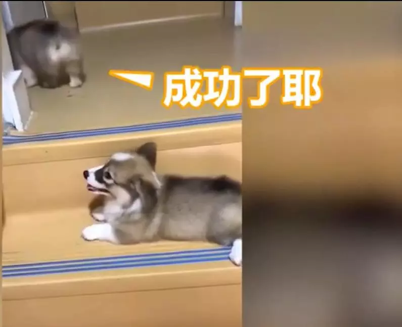 兩隻小柯基爬臺階,其中一隻甘心當踏板,最後被無情拋棄,對話萌翻了!