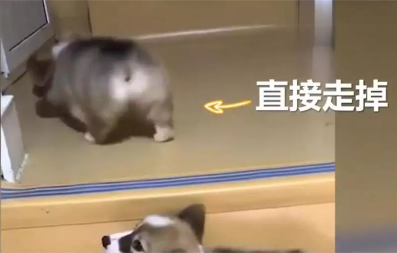 兩隻小柯基爬臺階,其中一隻甘心當踏板,最後被無情拋棄,對話萌翻了!