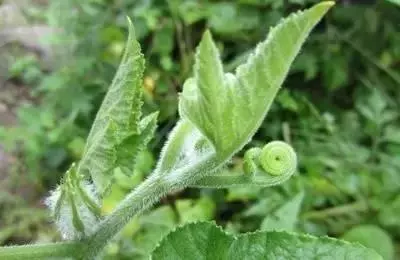 很多人只吃瓜不吃葉子,原來葉子能治胃痛、降血壓、去結石!看來真的走寶了!