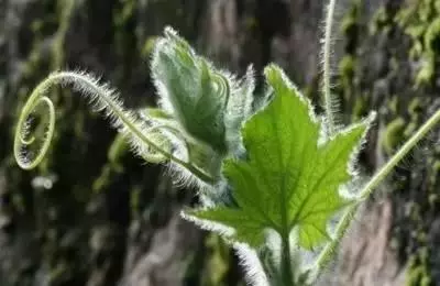 很多人只吃瓜不吃葉子,原來葉子能治胃痛、降血壓、去結石!看來真的走寶了!