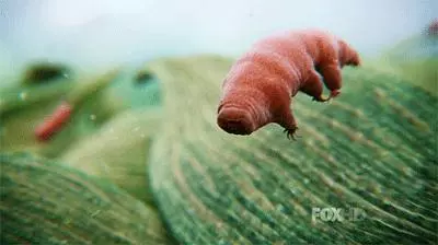 你還在相信水熊蟲是地球最強?這種生物才是現實版死侍