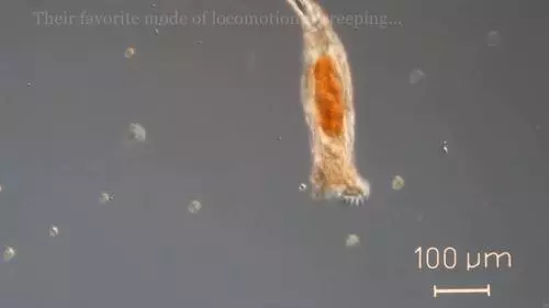 你還在相信水熊蟲是地球最強?這種生物才是現實版死侍