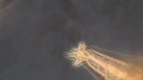 你還在相信水熊蟲是地球最強?這種生物才是現實版死侍