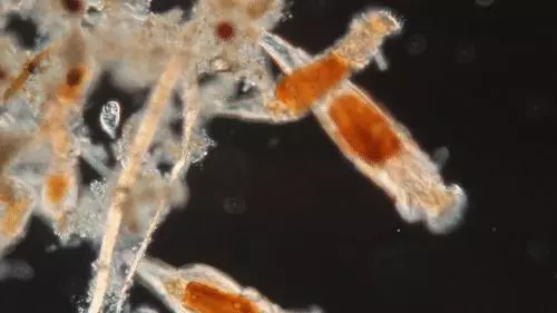 你還在相信水熊蟲是地球最強?這種生物才是現實版死侍