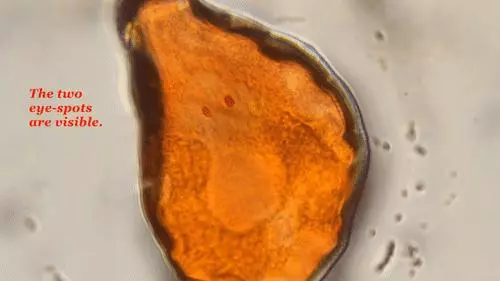 你還在相信水熊蟲是地球最強?這種生物才是現實版死侍