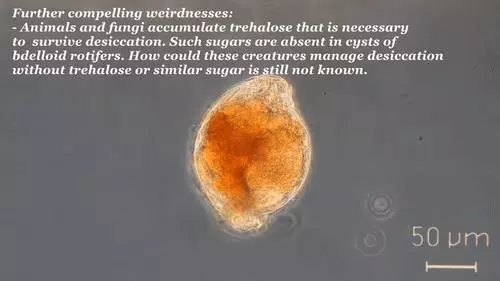 你還在相信水熊蟲是地球最強?這種生物才是現實版死侍
