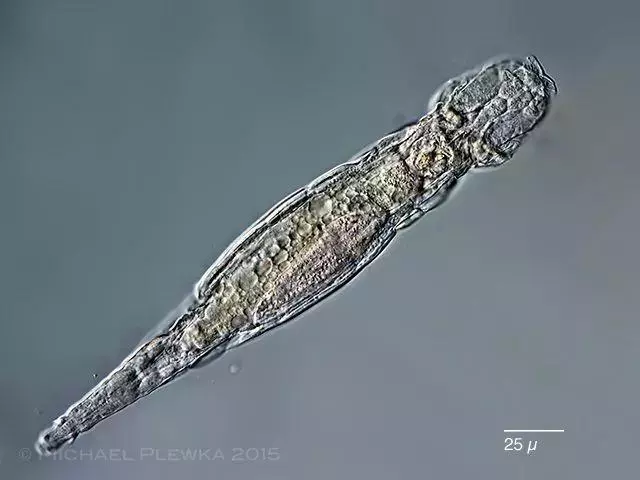 你還在相信水熊蟲是地球最強?這種生物才是現實版死侍