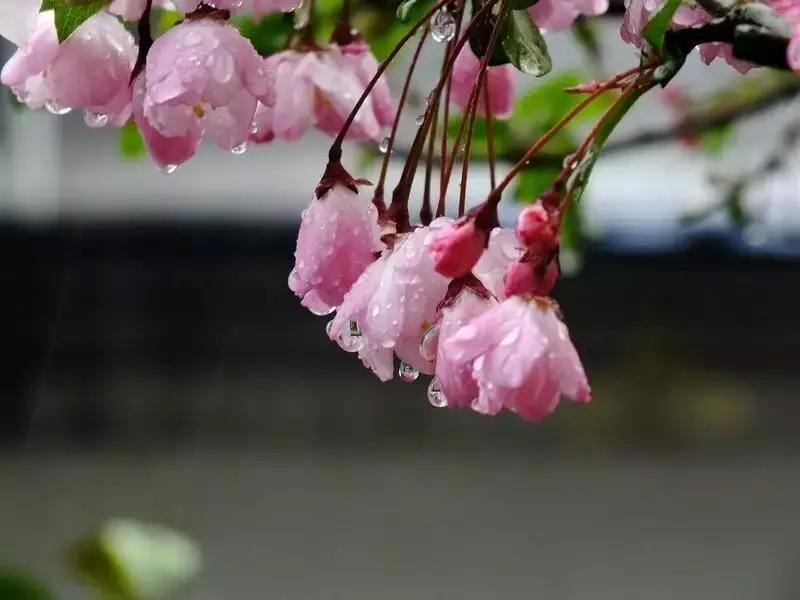 下雨天了,我好想你.....