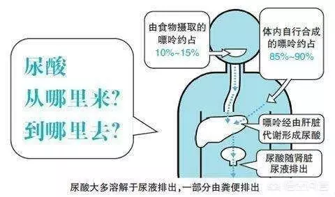 老火靚湯里會含有大量嘌呤?煲湯如何避免,湯中嘌呤過高,就不能喝,否則會導致痛風