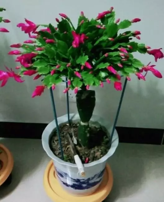 花盆土壤變「硬塊」,別鏟了!澆點「酸水兒」,7天變疏鬆