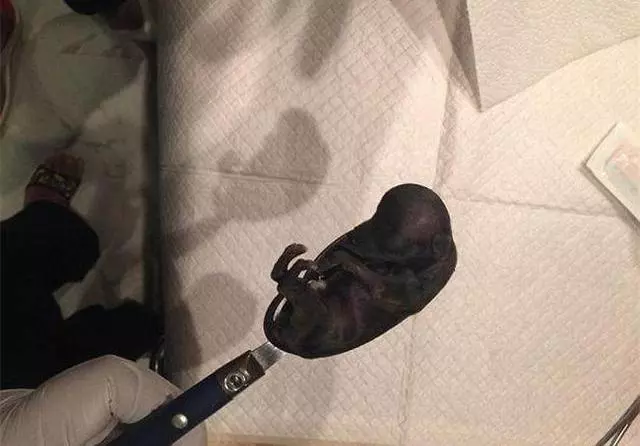 世界上最小的狗,被克隆49次,科學家:能分清算我輸