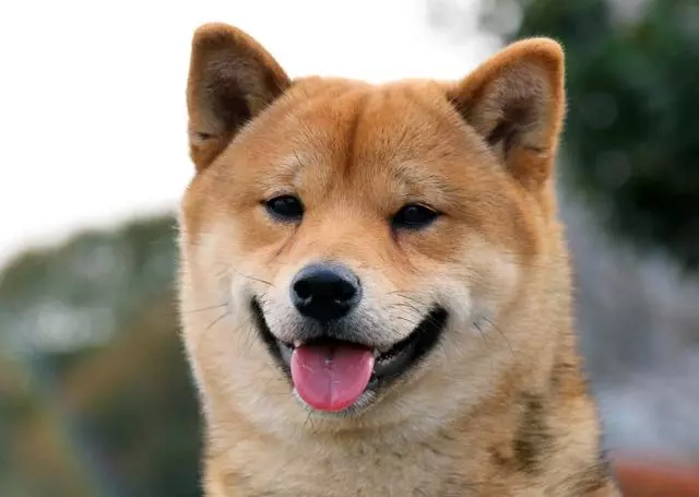 狗狗的這五種習慣,對主人來說都是甜蜜的煩惱,你遇到過嗎?