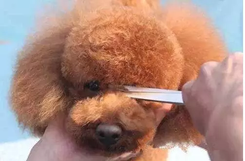 泰迪能活多久10-15歲?7招延長狗狗壽命