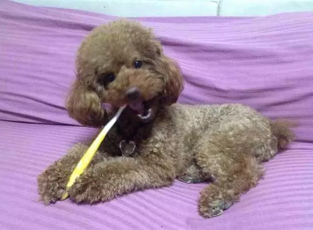 泰迪能活多久10-15歲?7招延長狗狗壽命