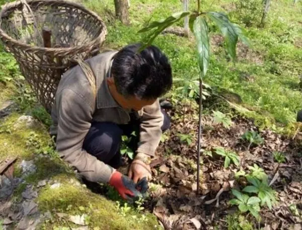 農民上山採藥撿到一枚金屬片,國家無償收走!現在成國寶,禁止對外展出!