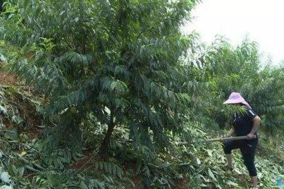 孩子偷桃子被狗咬,家屬索賠獅子大開口,果農一句話竟讓對方連連道歉