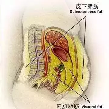 身體最危險的脂肪——內臟脂肪,減脂千萬不要忽略