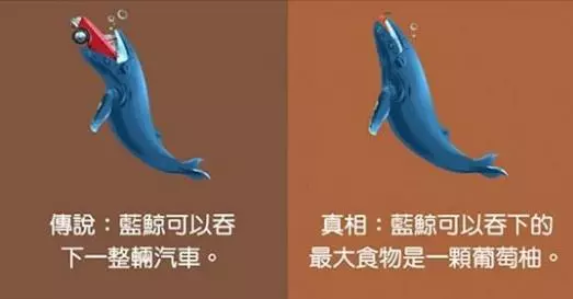 12個大家還沒發現「這幾年來誤會大了!」的動物行為真相,原來變色龍改變顏色並不是為了周圍環境…