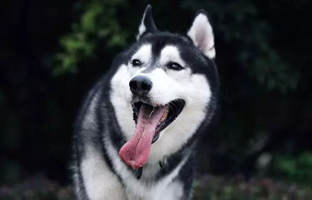 狗狗出現這四種行為,說明它實在太無聊了,快去陪它玩吧