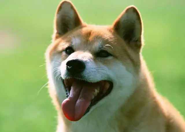 狗狗出現這四種行為,說明它實在太無聊了,快去陪它玩吧