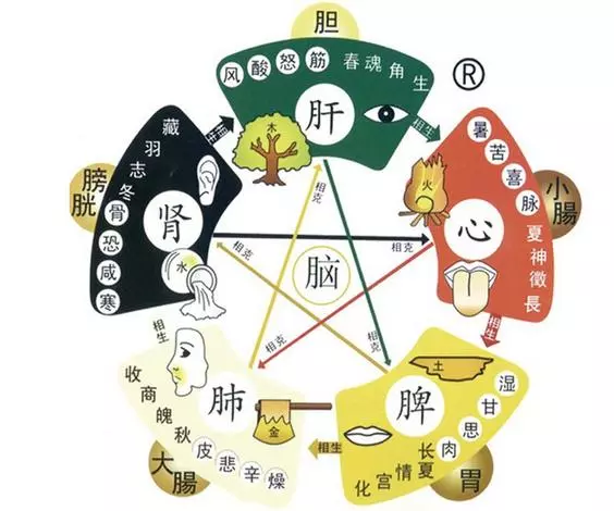 從中醫五行看五臟互補!