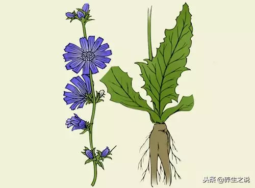 這種植物,泡水喝,降尿酸、保護肝,治療濕熱黃疸、胃痛食少、水腫尿少等病症