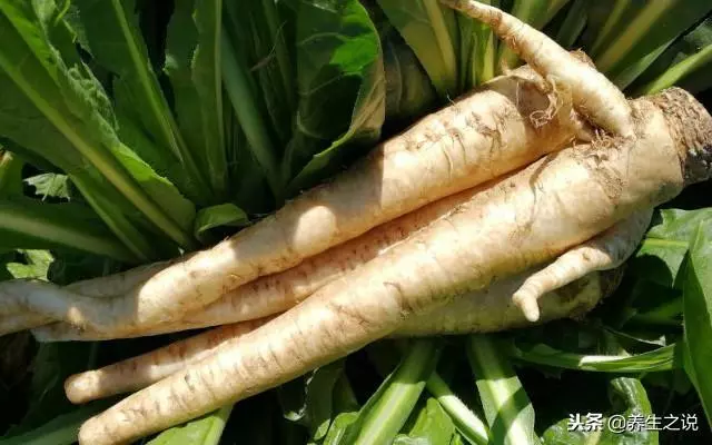 這種植物,泡水喝,降尿酸、保護肝,治療濕熱黃疸、胃痛食少、水腫尿少等病症