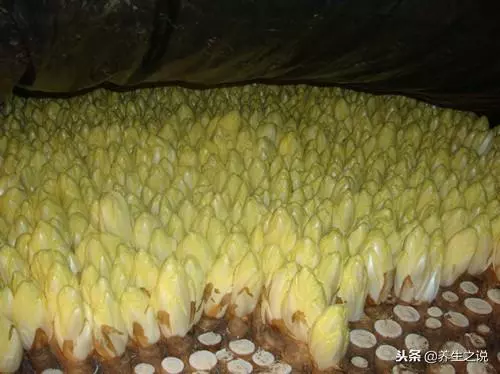 這種植物,泡水喝,降尿酸、保護肝,治療濕熱黃疸、胃痛食少、水腫尿少等病症