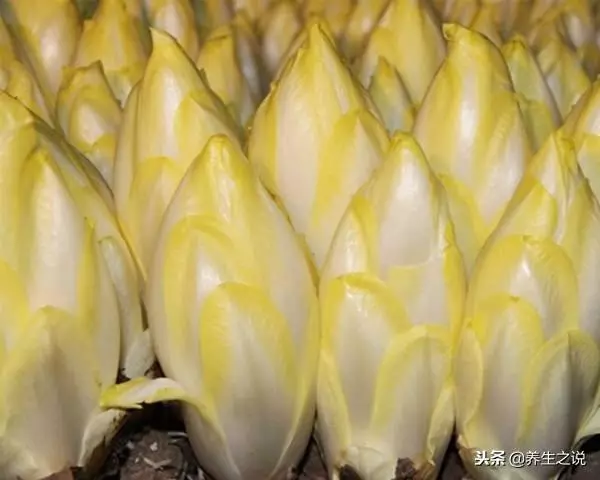這種植物,泡水喝,降尿酸、保護肝,治療濕熱黃疸、胃痛食少、水腫尿少等病症