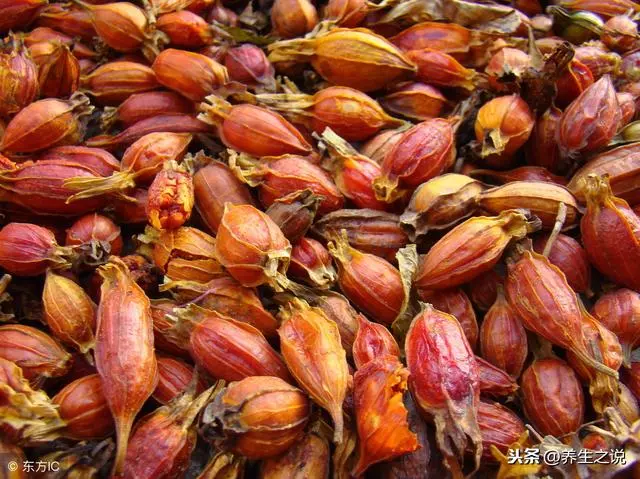 這種植物,泡水喝,降尿酸、保護肝,治療濕熱黃疸、胃痛食少、水腫尿少等病症