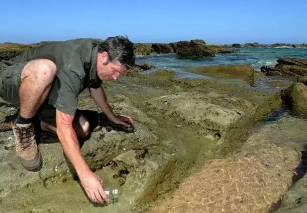 男子海邊散步發現「怪異生物」,拍照詢問網友後,趕緊把它扔了