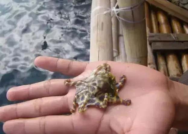 男子海邊散步發現「怪異生物」,拍照詢問網友後,趕緊把它扔了