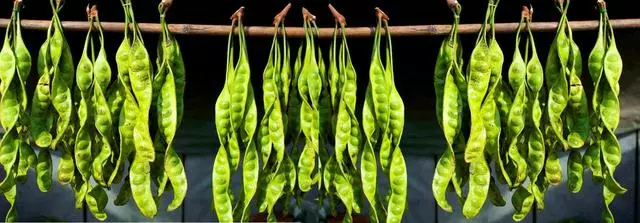 美麗球花豆(臭豆)你吃過嗎?