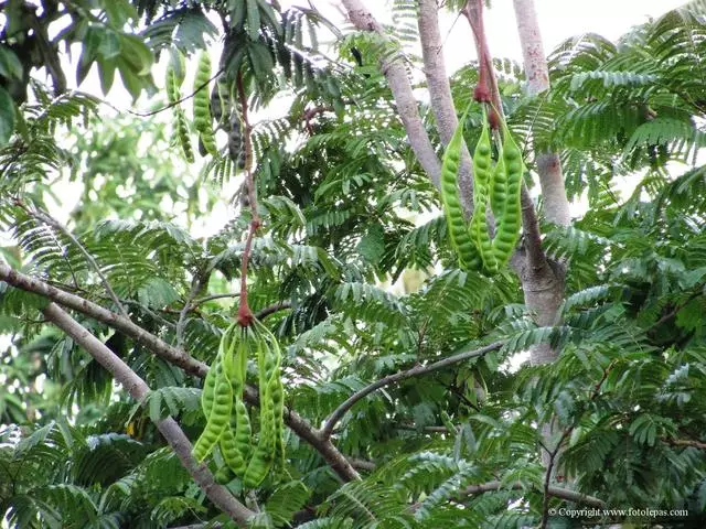 美麗球花豆(臭豆)你吃過嗎?