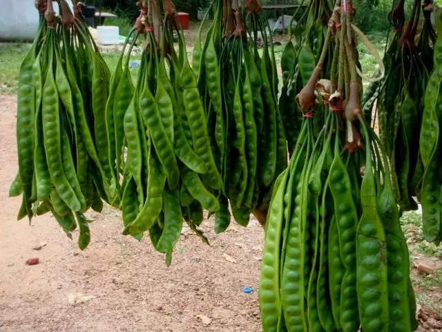 美麗球花豆(臭豆)你吃過嗎?