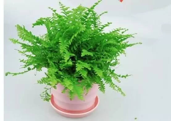 花店老闆打死都不會透露的澆水秘訣,真的很管用!