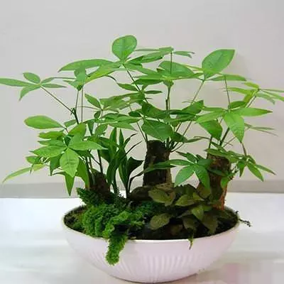 花店老闆打死都不會透露的澆水秘訣,真的很管用!