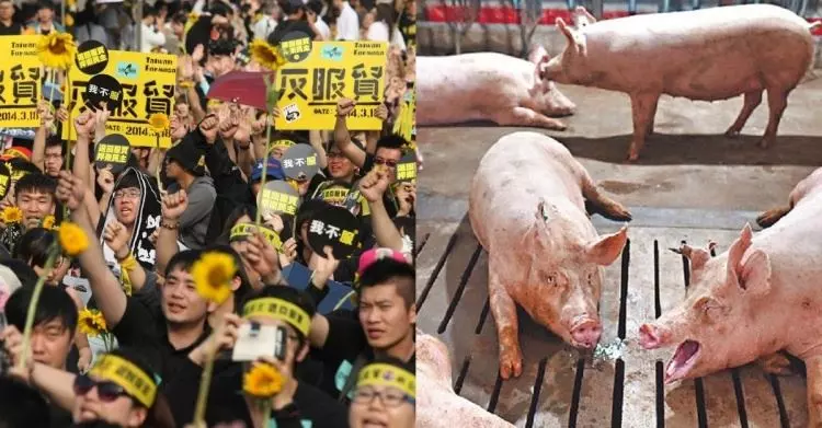 豬瘟疫情越演越烈!他上網問「若太陽花沒擋下服貿...豬瘟484已經入侵」網推爆狂喊:444
