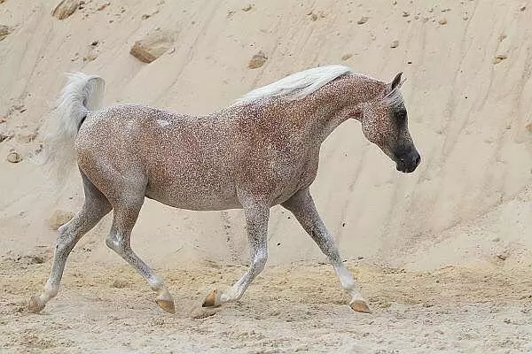 一頭秀髮比人類還飄逸 15隻「美到能直接拍廣告」的巨星級馬兒