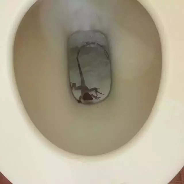 25張照片告訴你澳洲有多恐怖!