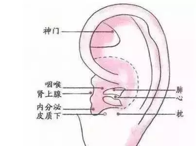 止咳點在手及腳上都有,只要按的對,5分鐘見效。