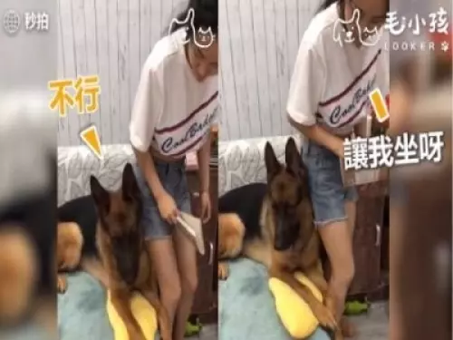 當有人要惡整主人時 貼心大汪竟然用小萌手要阻擋 網友:「沒白養了!」