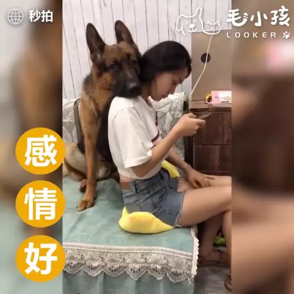 當有人要惡整主人時 貼心大汪竟然用小萌手要阻擋 網友:「沒白養了!」