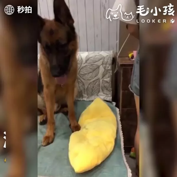 當有人要惡整主人時 貼心大汪竟然用小萌手要阻擋 網友:「沒白養了!」